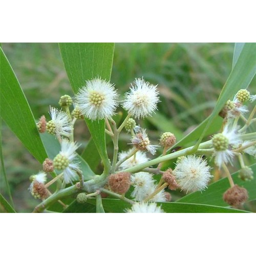 Acacia melanoxylon - austrálsky Blackwood