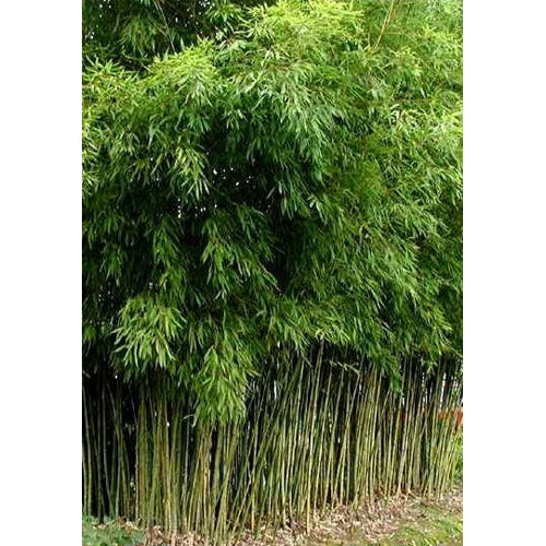 Bambus zlatistý