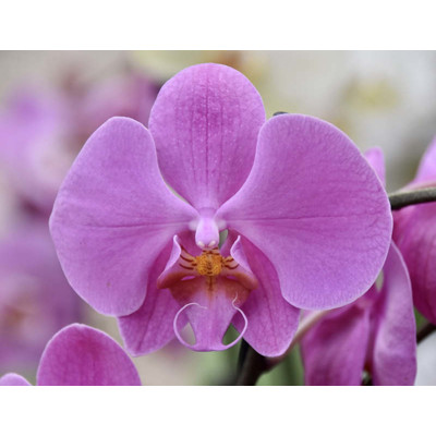 Orchidea Phalaenopsis, cyklaménová