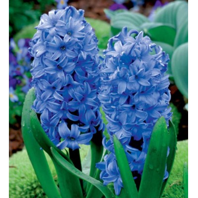 Hyacint, modrý