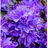 Rhododendron, modrý
