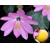 Passiflora coactilis