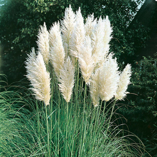 Kortadéria - pampová tráva (biela)