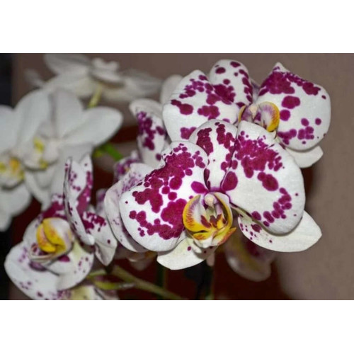 Orchidea Phalaenopsis, biela so škvrnkami