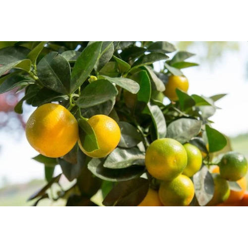 Citrus microcalpa - Calamondin