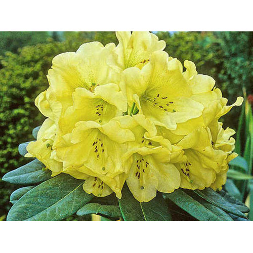 Rhododendron, žltý