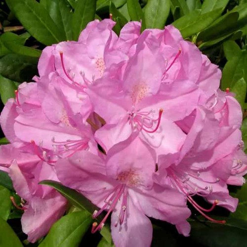 Rhododendron, ružový