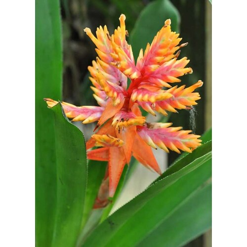 Aechmea 'Elegant Flames'