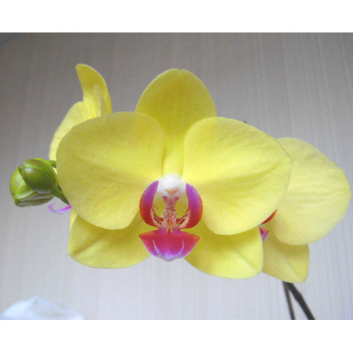 Orchidea Phalaenopsis, žltá