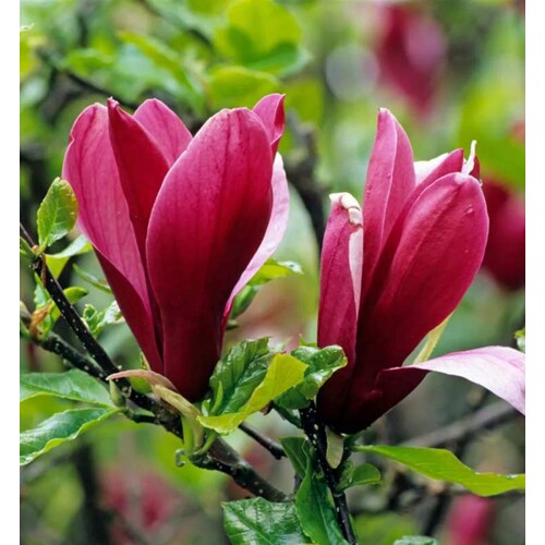 Magnolia ''Nigra''