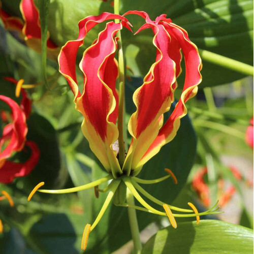 Gloriosa rotschildana