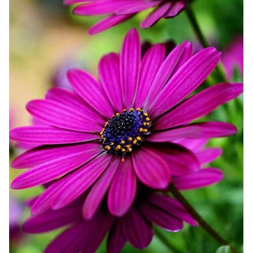 Osteospermum (africká sedmokráska), fialová