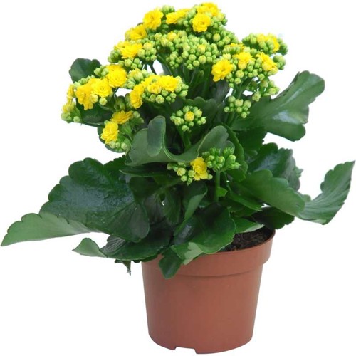 Kalanchoe, žltá