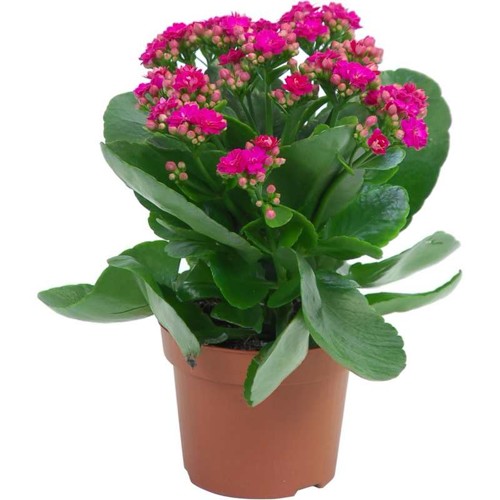 Kalanchoe, fialová