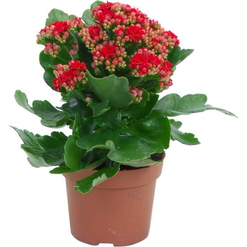 Kalanchoe, červená