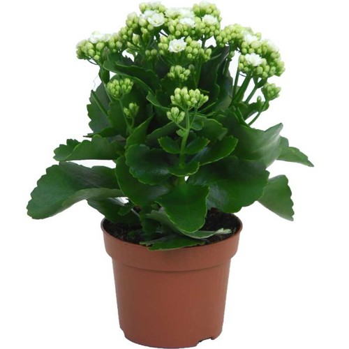 Kalanchoe, biela