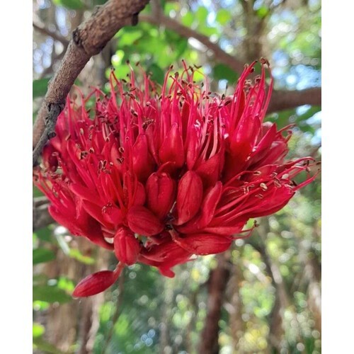 Schotia brachypetala (Strom opitých papagájov)