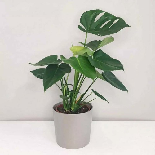 Monstera deliciosa