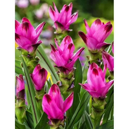 Curcuma alismatifolia 'Siam Splash'