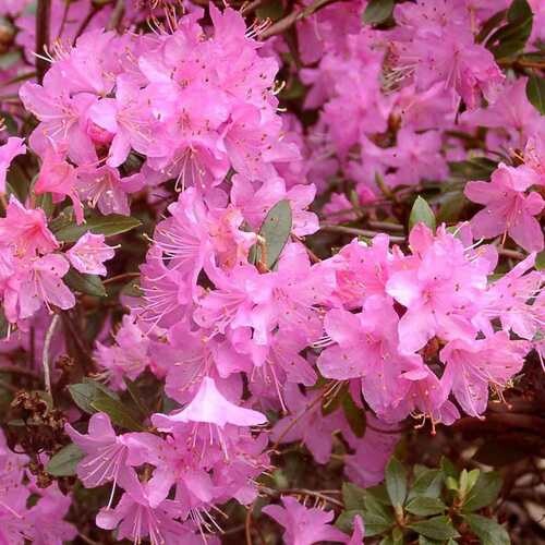 Rhododendron, Pintail