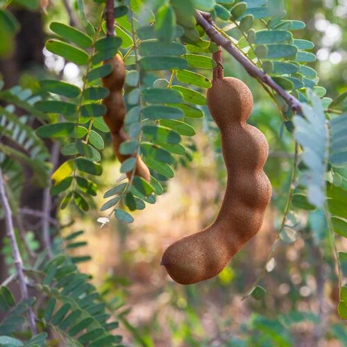Tamarind indický