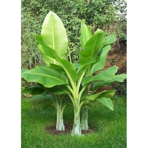 Banánovník snehový (semená)