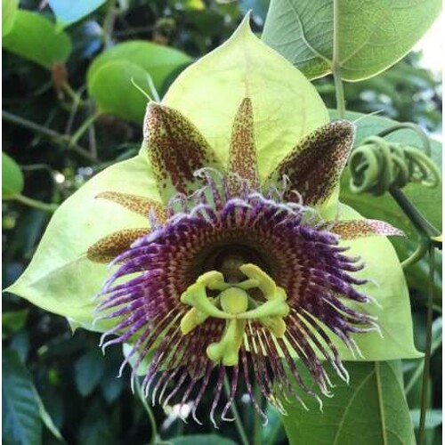 Passiflora maliformis – semená (sladká marakuja)