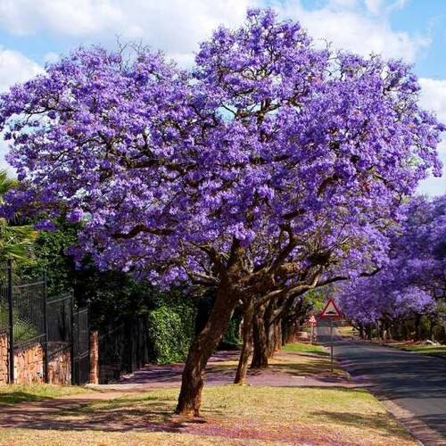 Jacaranda mimosifolia – semená (jakaranda modrá)