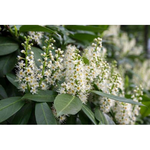 Vavrínovec lekársky - Caucasica