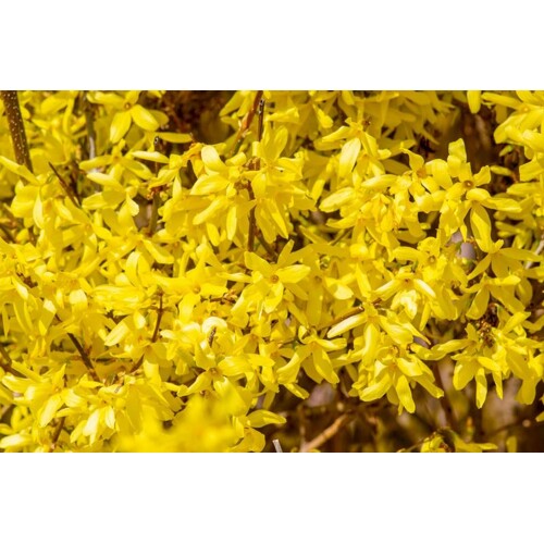 Zlatovka ‘Spectabilis’