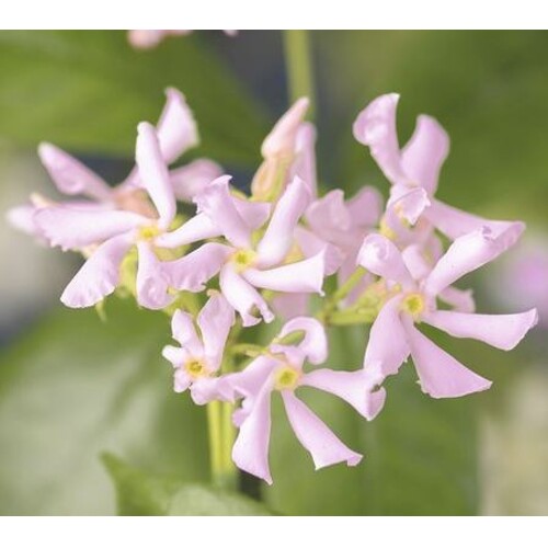 Hviezdicový Jazmín, slaboružový