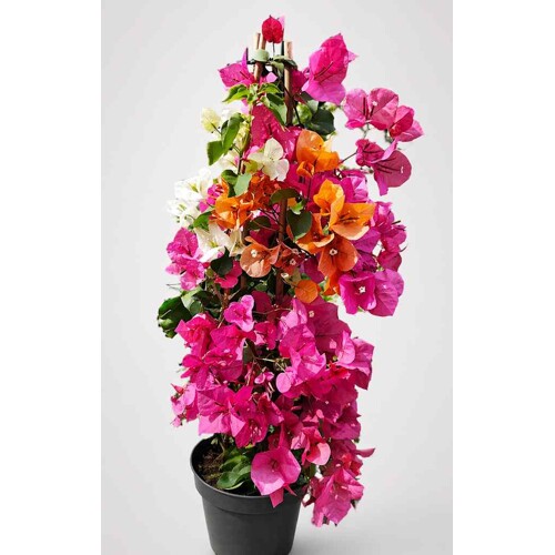 Bougainvillea, oranžová, ružová, biela (Trojfarebná nádhera)