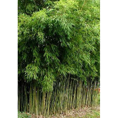 Bambus zlatistý