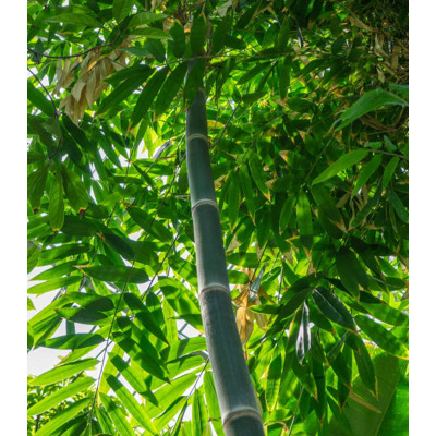 Bambus železný