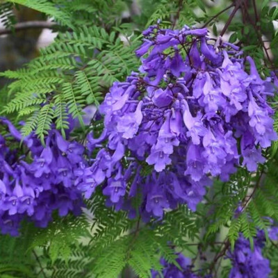 Jacaranda copaia - Žákaranda