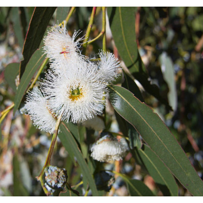Eucalyptus globulus