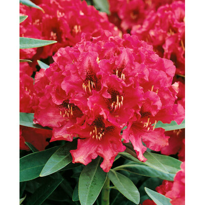 Rhododendron, červený