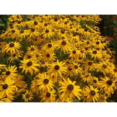 Rudbeckia srstnatá, goldblitz (semená)