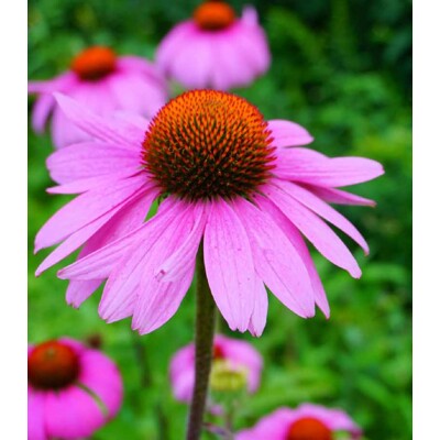 Rudbeckia purpurová (semená)