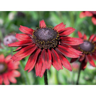 Rudbeckia srstnatá, cherry brandy (semená)