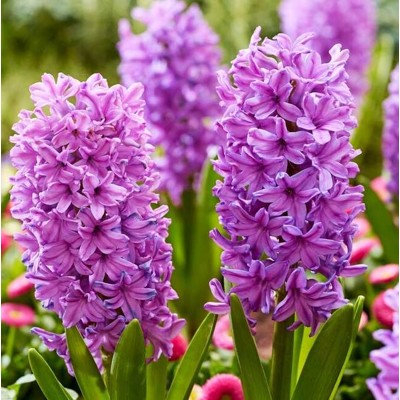 Hyacint, fialový