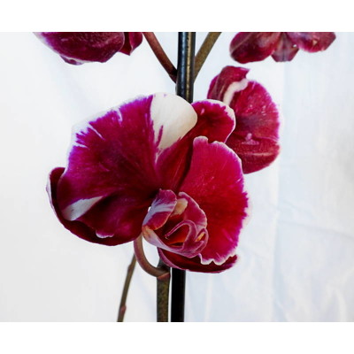 Orchidea Phalaenopsis, fialová