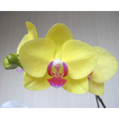 Orchidea Phalaenopsis, žltá