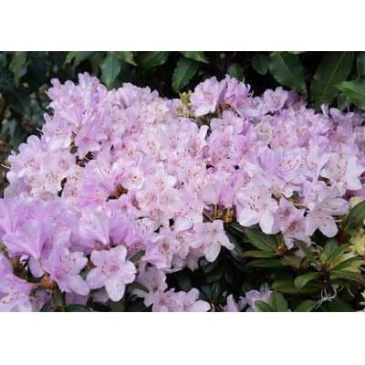 Rhododendron, Snipe