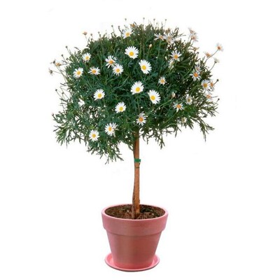 Margarétka veľkoúborová - na kmienku (kmienok 20 cm)