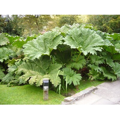 Gunnera manicata (semená)