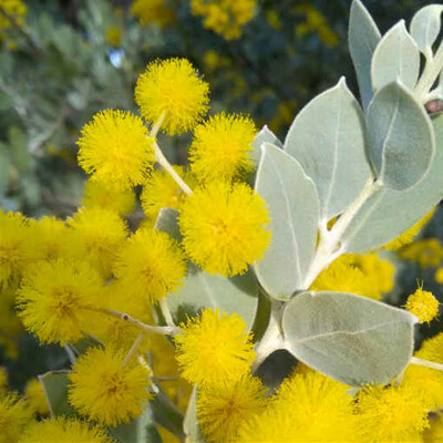 Acacia podalyriifolia (semená)