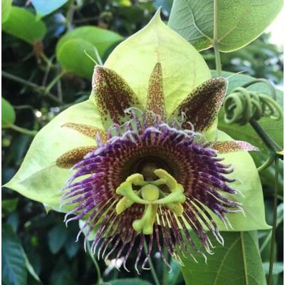 Passiflora maliformis – semená (sladká marakuja)