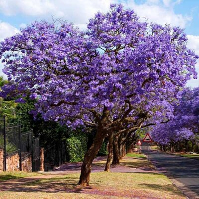 Jacaranda mimosifolia – semená (jakaranda modrá)