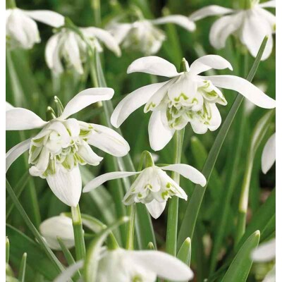 Snežienka jarná, plnokvetá